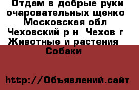 Отдам в добрые руки очаровательных щенко - Московская обл., Чеховский р-н, Чехов г. Животные и растения » Собаки   